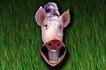 “Singing pig”